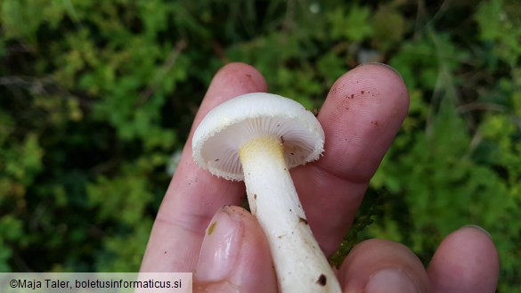 Hygrophorus chrysodon