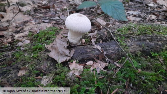 Lycoperdon perlatum