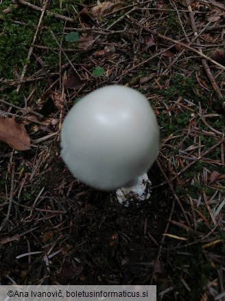 Amanita virosa