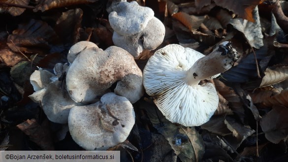 Tricholoma scalpturatum