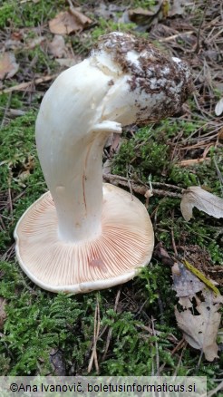 Entoloma sinuatum