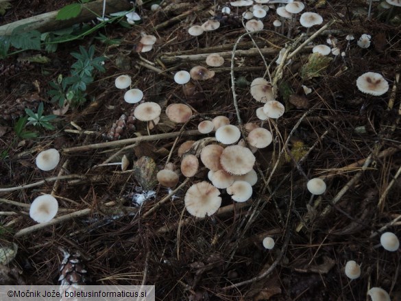 Mycena zephirus