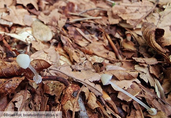Mycena stylobates