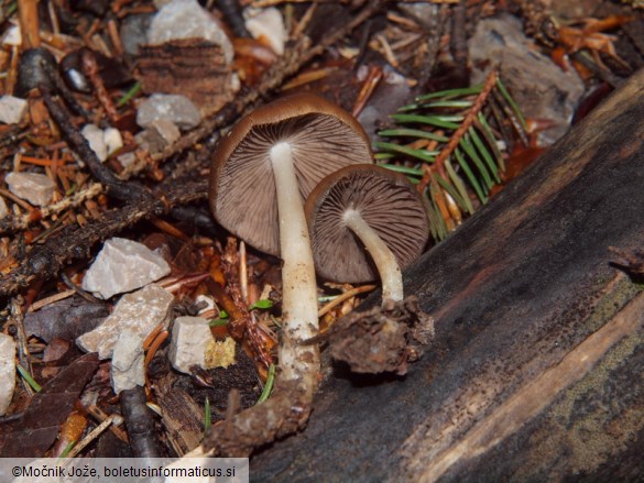 Psathyrella niveobadia