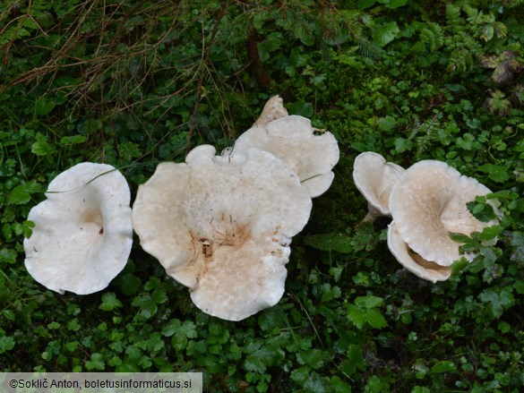 Aspropaxillus giganteus