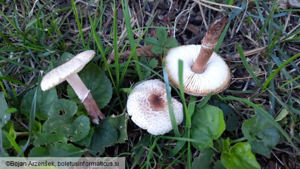 Lepiota lilacea