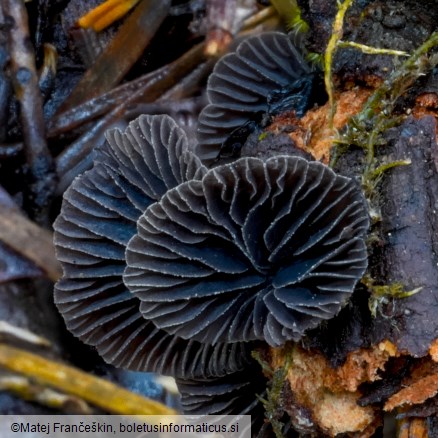 Resupinatus alboniger