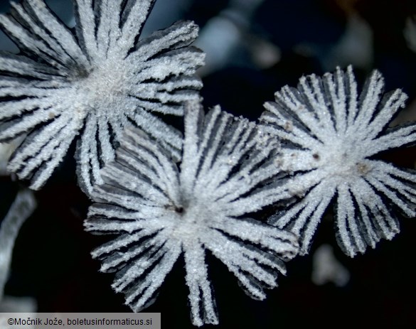 Coprinopsis stercorea