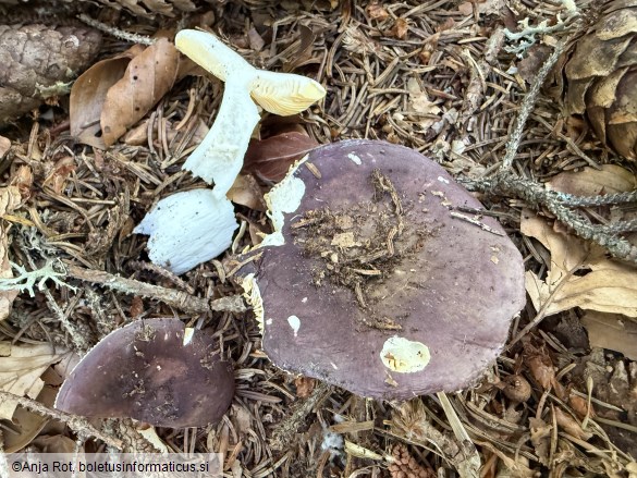 Russula firmula