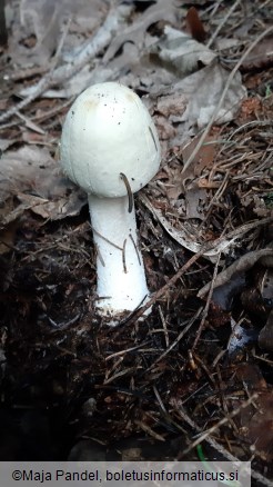 Agaricus silvicola