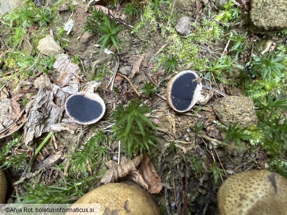 Scleroderma areolatum