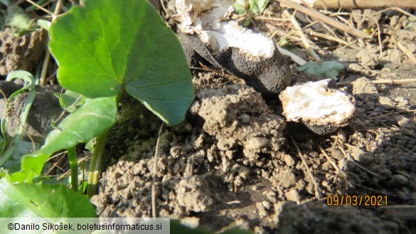 Xylaria polymorpha