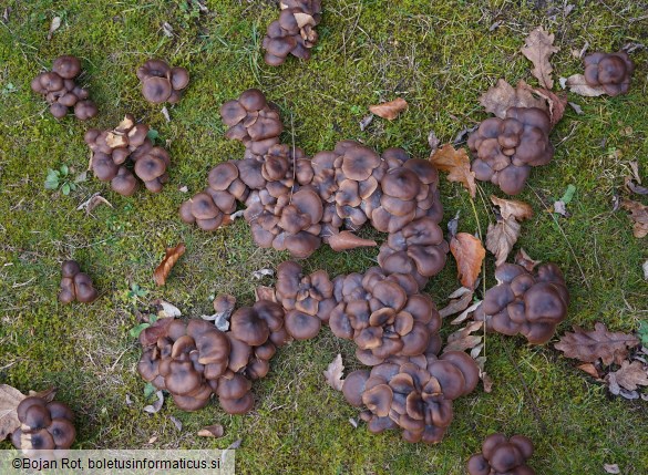 Lyophyllum loricatum