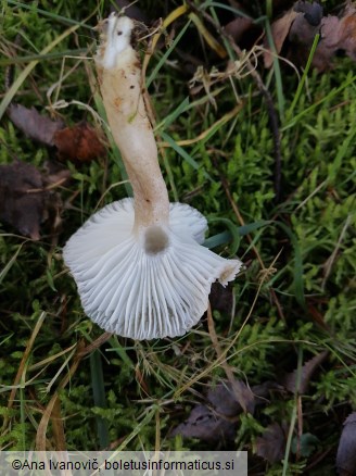 Hygrophorus pustulatus