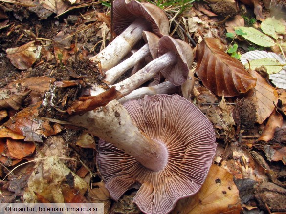 Cortinarius anomalus