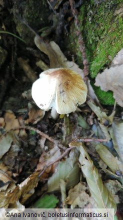 Inosperma erubescens