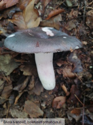 Russula cyanoxantha