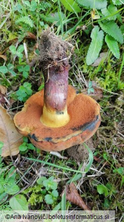 Boletus queletii