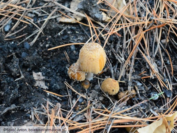 Coprinellus bipellis