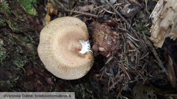 Paxillus involutus