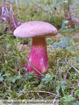 Caloboletus calopus