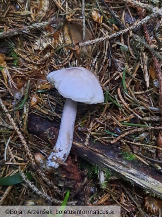 Mycena pura