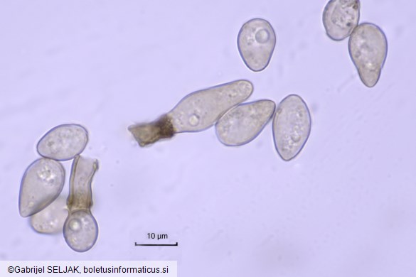 Fusicladium pyracanthae