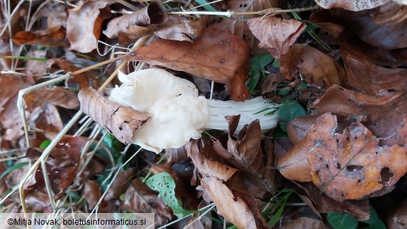 Helvella crispa