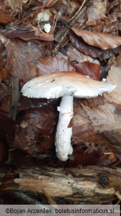 Lepiota ignivolvata