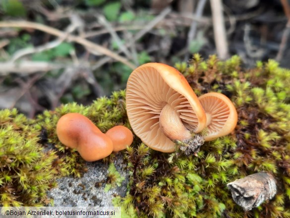 Flammulina elastica