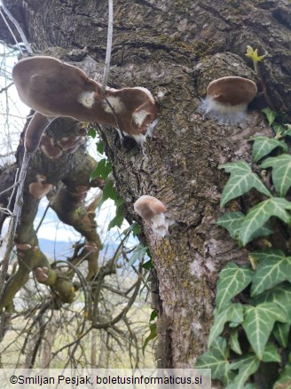Phellinus tuberculosus