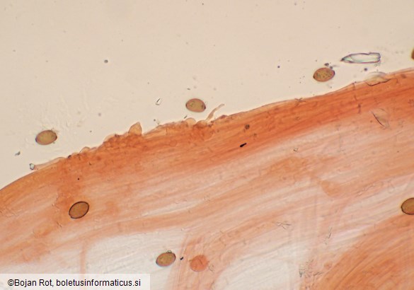 Conocybe rickenii