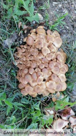 Armillaria mellea