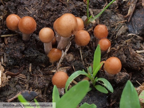 Panaeolus subfirmus