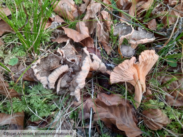 Craterellus lutescens