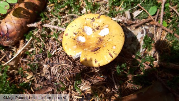 Russula fellea