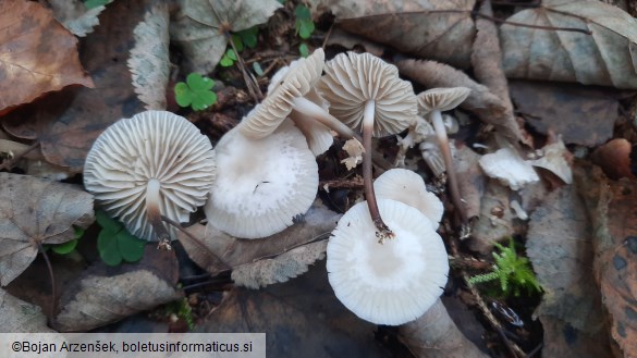 Marasmius wynnei