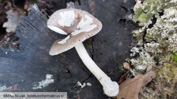 Amanita argentea