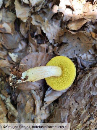 Boletus subtomentosus