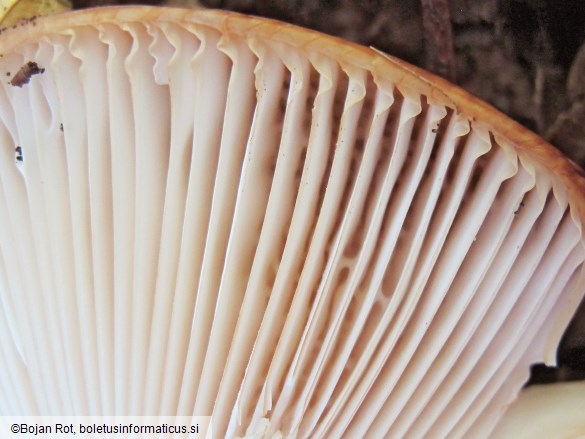 Russula fragrans