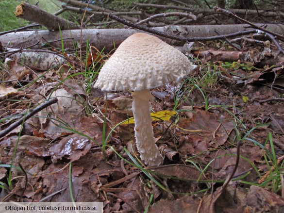 Lepiota clypeolaria