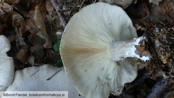 Clitocybe nebularis