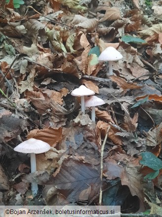 Mycena rosea