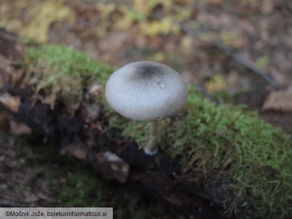 Pluteus salicinus