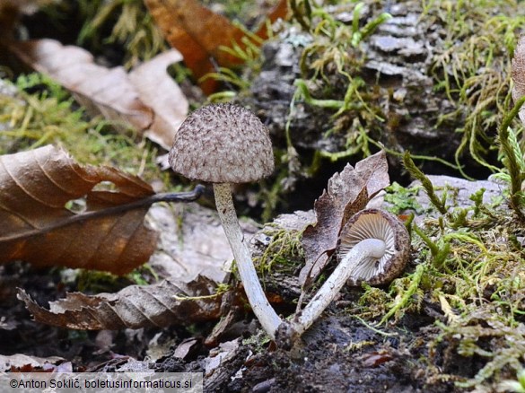 Cystoagaricus hirtosquamulosus