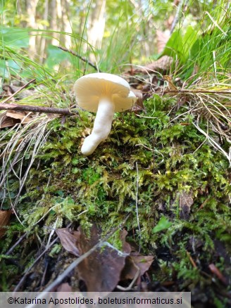 Hygrophorus cossus