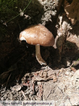 Pluteus cervinus