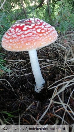 Amanita muscaria