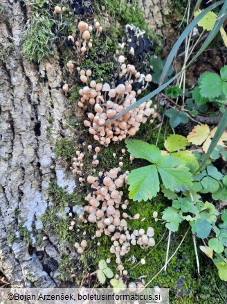 Coprinellus disseminatus