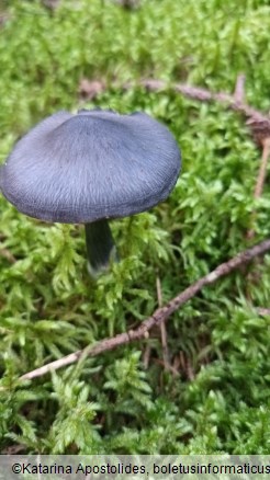 Entoloma nitidum